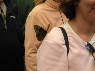 Sunshine On My Shoulder Makes Me Happy